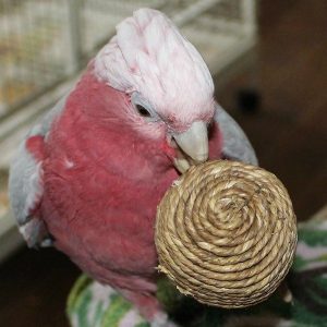 Munchie Foraging Sea Grass Rope Balls 2 pc