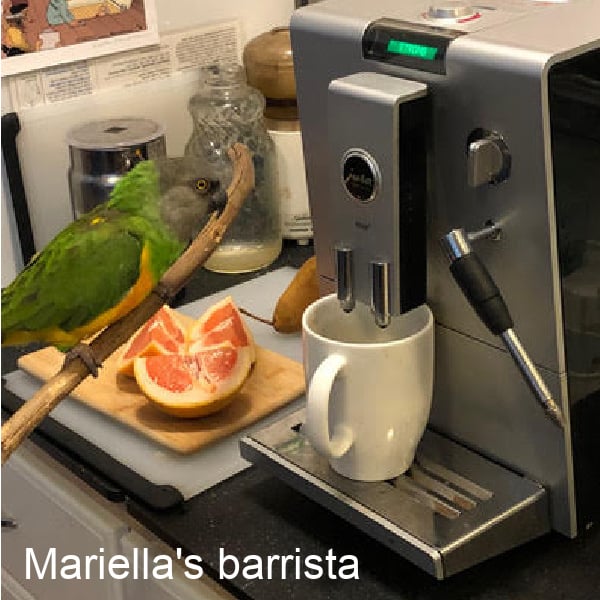 Senegal parrot over seeing use of expresso machine