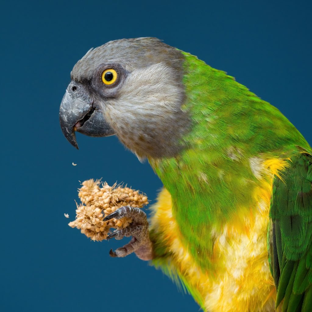 techniques-that-will-help-determine-what-food-your-bird-likes-windy