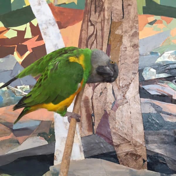 Senegal on perch in front of modernistic painting with head twisted 90 degrees so he's lookiing at us