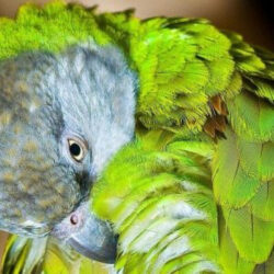 Senegal parrot preening