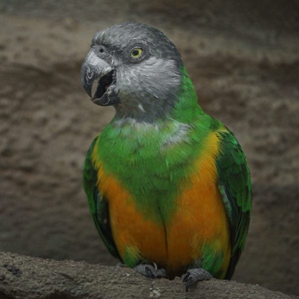 Close up Senegal parrot