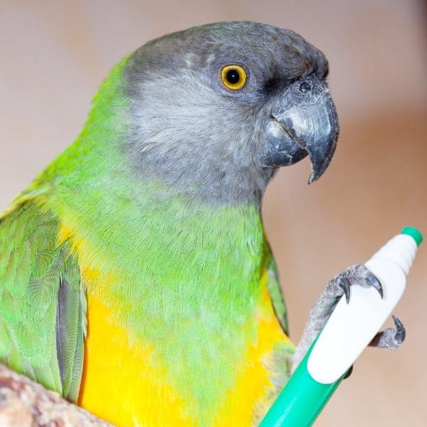 Senegal Parrot holding ball point pen in zyodactyl left foot