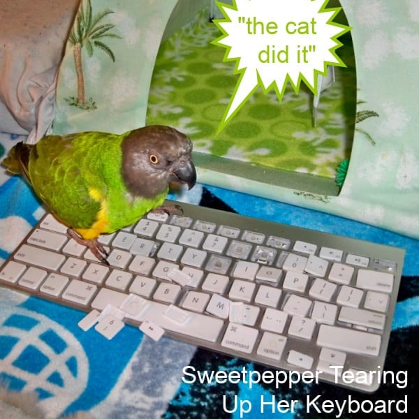 Senegal parrot chewing up a keyboard