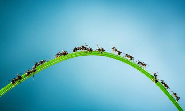 ants crawling across curved plant vine