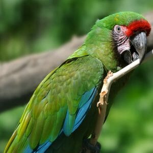 Why Did My 23-year-old Severe Macaw Start Wanting to Feed Me?