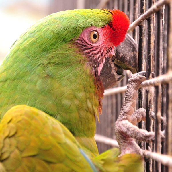 Do Birds in Cages Suffer All Their Lives?