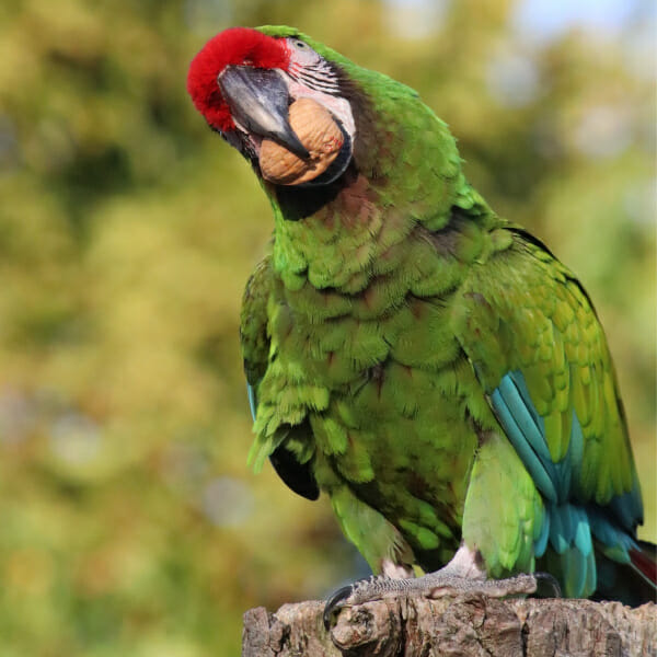 What Can I Do to Stop My Regurgitating Macaw?