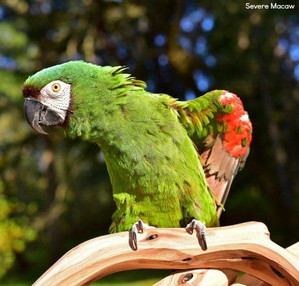 Carl’s Severe Macaw – is It Plucking, Molting or Over-preening?