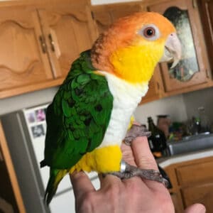 Does It Look Like My Caique Is Getting Stress Feathers?