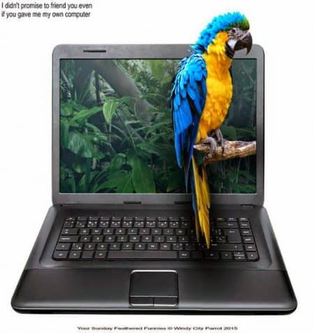 blue & gold macaw parrot on brancnh sticking out form notebook computer screen