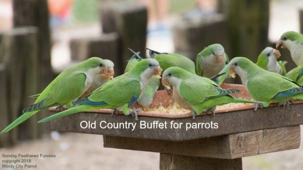 Many quaker parrots feeding from a large table