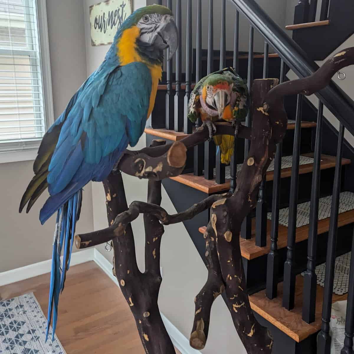 A Story About When Age is the Reason You Need to Rehome Your Macaws