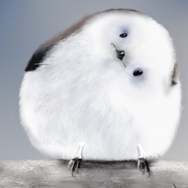 Flight of the Shima Enaga, a Japanese bird who looks like a cotton ball