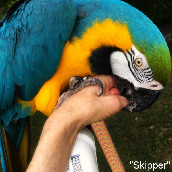 blue and gold macaw parrot on mans arm 