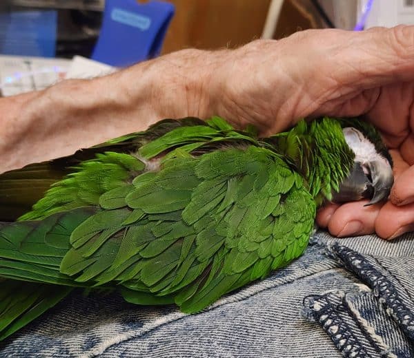 Sleeping Hahns macaw on blue jeans leg