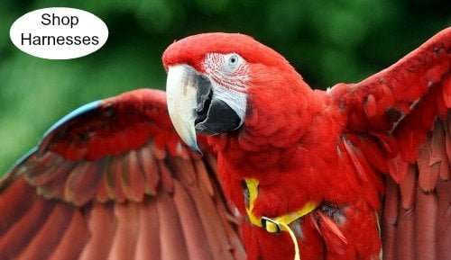 scarlet macaw parrot wearing yellow flight harness