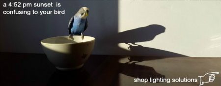 Budgie perching on ceramic bowl at sunset looking as shadow of self on wall