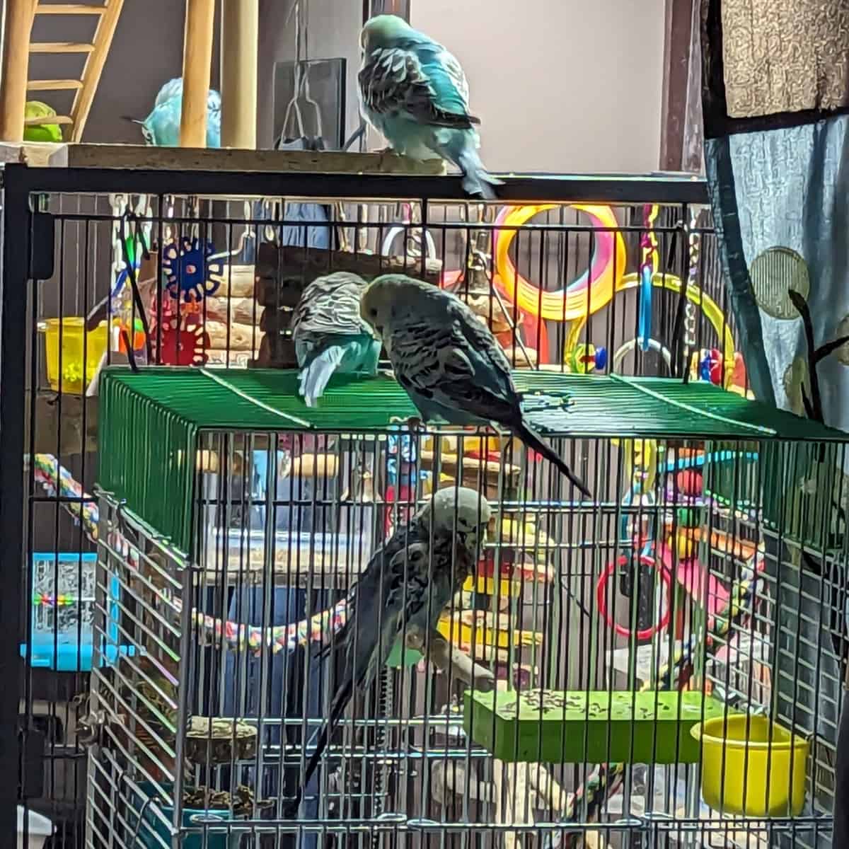 Bird Cage – Windy City Parrot