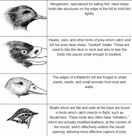 more beaks and birds