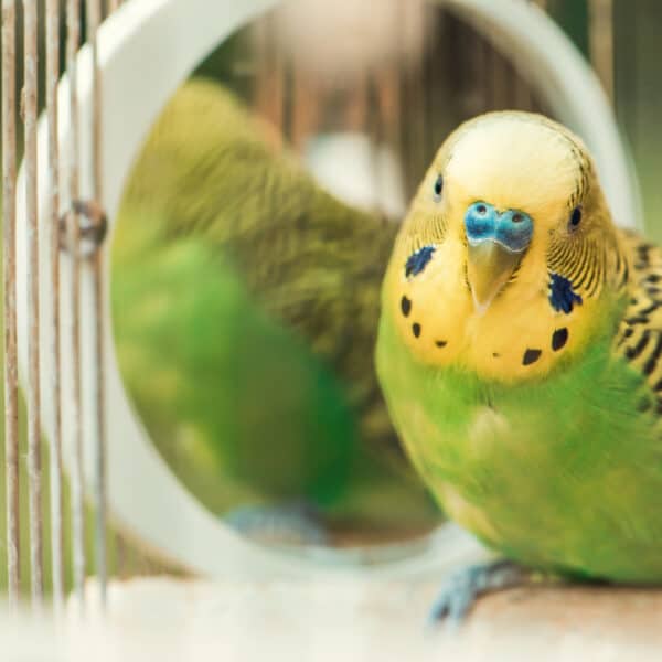 Should I Give My Pet Bird A Mirror Or Not?