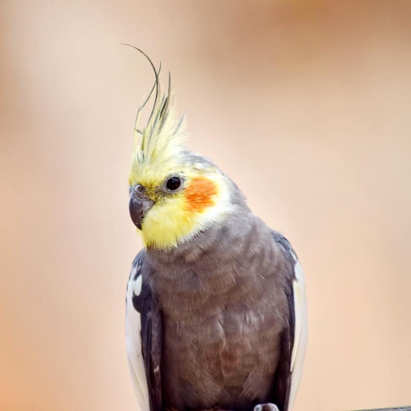 Why I Think Cockatiels Make Great Pets