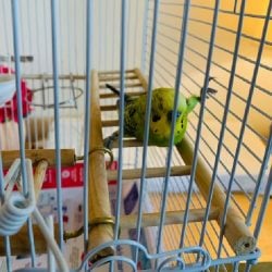 What Is the Solution for a Budgie Splayed Legs?