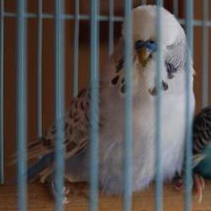 How Do I Help My Rescue Budgie with Splayed Leg?