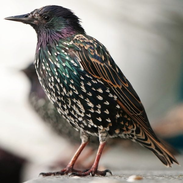 Closeup of a starling