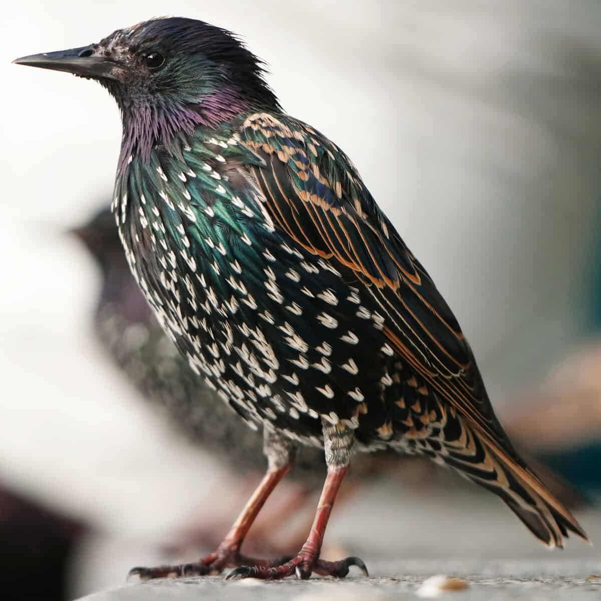 How We Learned Starlings Don’t Take Directions From Just Anybody ~ Stuarts Story Chapter 1