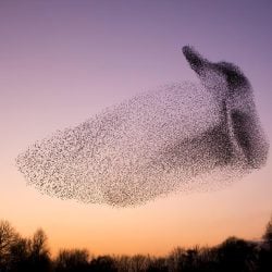 Starling murmuratation