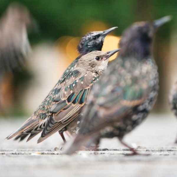 3 starlings standing on the ground