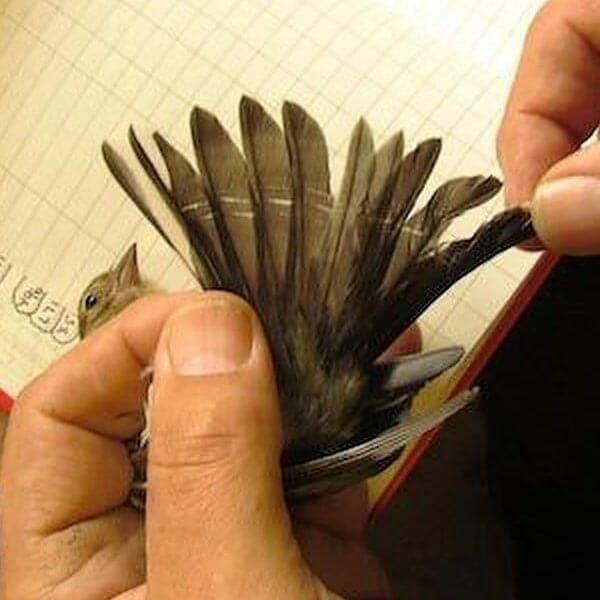 What Are Feather Stress Bars? Does Your Bird Have Them?