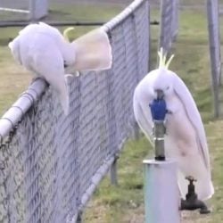 How Cockatoos Learned to Use Drinking Fountains Like People