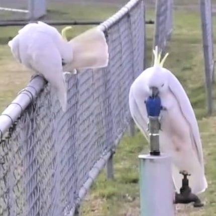 How Cockatoos Learned to Use Drinking Fountains Like People