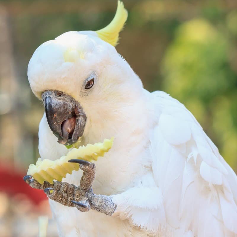 Cockatoo Feeding Problems, Keeps Tossing Food