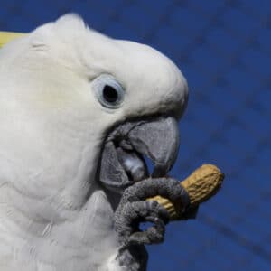 What Nuts to Feed My Fourteen-year-old Sulfur Crested Cockatoo?