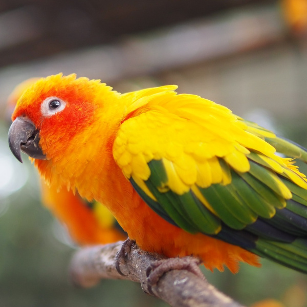 I Took In A Rescue Sun Conure That’s Biting Me – Help!