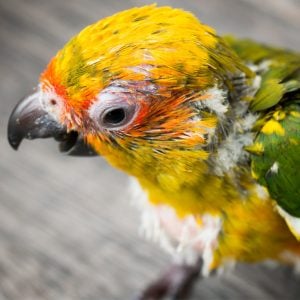 Why Does Sparky My  Sun Conure Scream When He Can’t See Me?