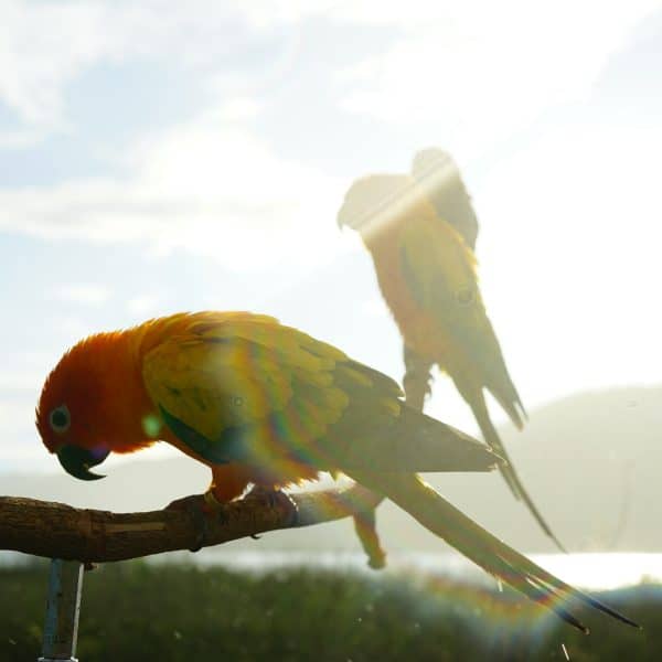 2 sun conures with bright sunlight in the background