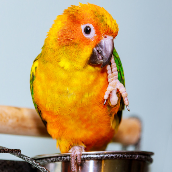 Conure With Sore Foot  – Help!