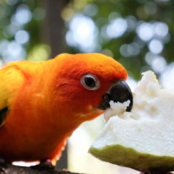 Sun conure parakeet eating from part of a whole coconut