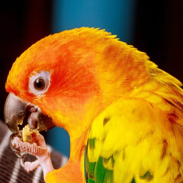 Harrison’s Bird Food Provide Lifetime Nutrition for Your Bird