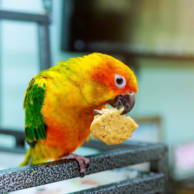 Sun conure eating corn on top of bird cage