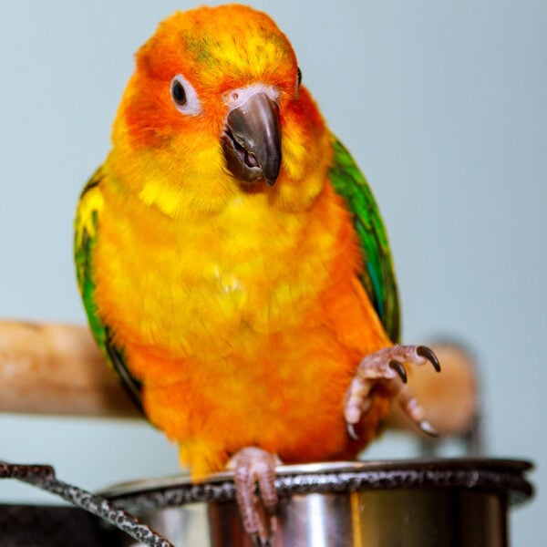 Why Wont My Conure Eat Pellets?
