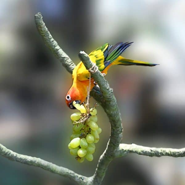 Sun conure parakeet eating from a bunch of green grapes