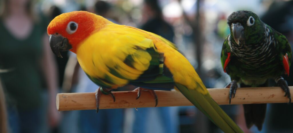sun conure close up