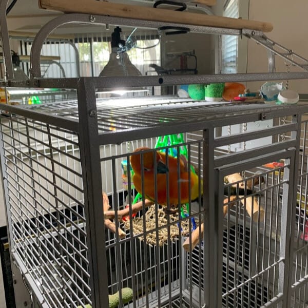 sun conure in bird cage under full spectrum lighting