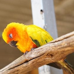 Sun conure on oversized perch