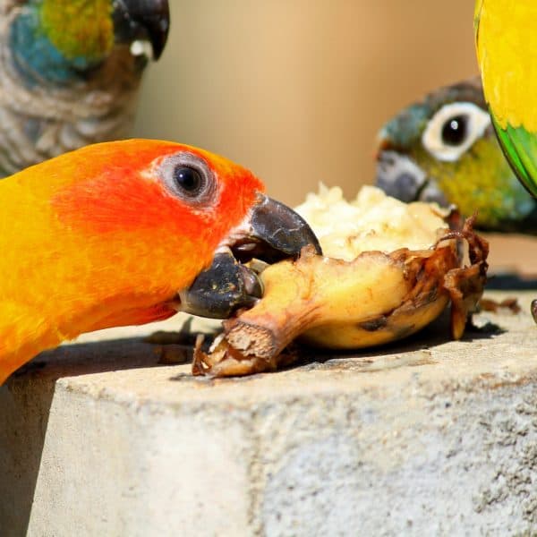 sun conure parrot enjoy eating food with friend group of beautiful birds eat banana